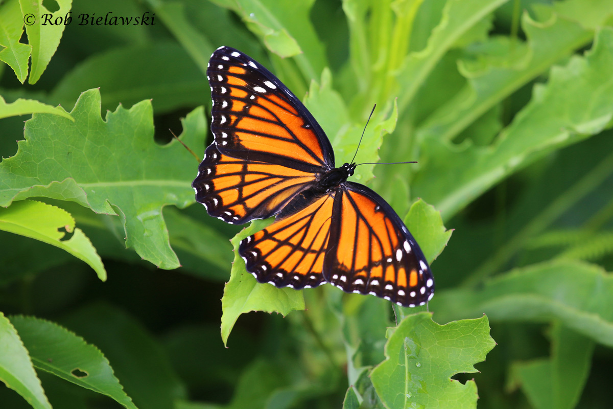 Not to be confused with their 'cousins' the Monarch, this Viceroy shows a black outline running through the orange portions that the Monarch lacks. Seen at Princess Anne WMA!