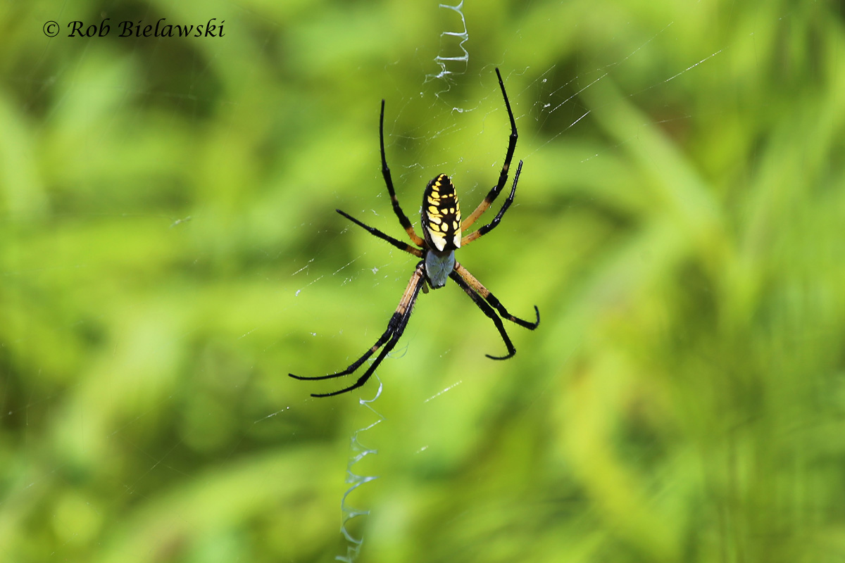 Another first on the year, this Black-and-Yellow Garden Spider (some may refer to as Writing Spiders or as simply Argiope, their genus) was seen at Milldam Creek on Sunday!