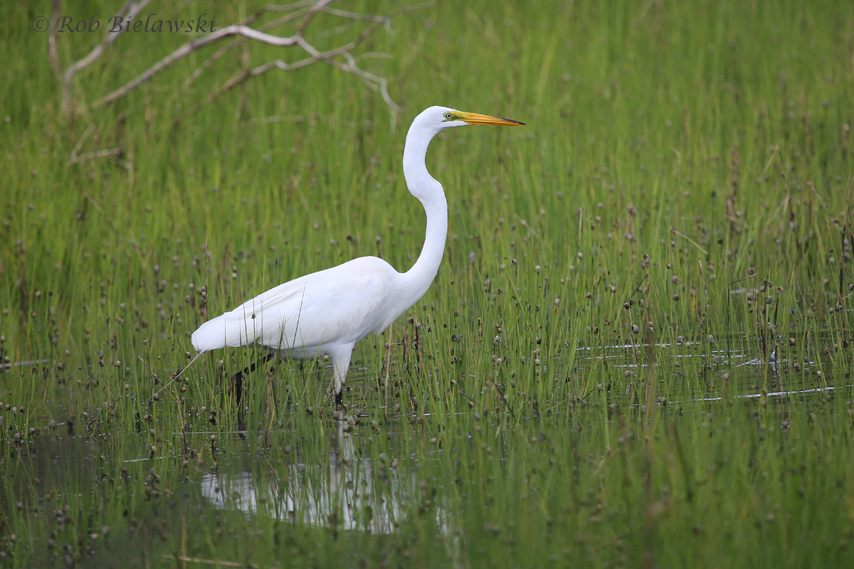   Great Egret - Adult - 29 May 2014 - Back Bay National Wildlife Refuge, Virginia Beach, VA  