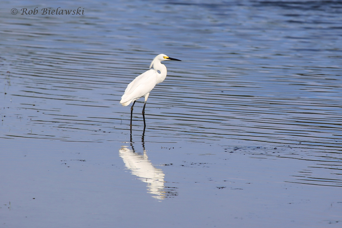   Snowy Egret - Breeding Adult - 28 Jun 2015 - Princess Anne Wildlife Management Area (Whitehurst Tract), Virginia Beach, VA  