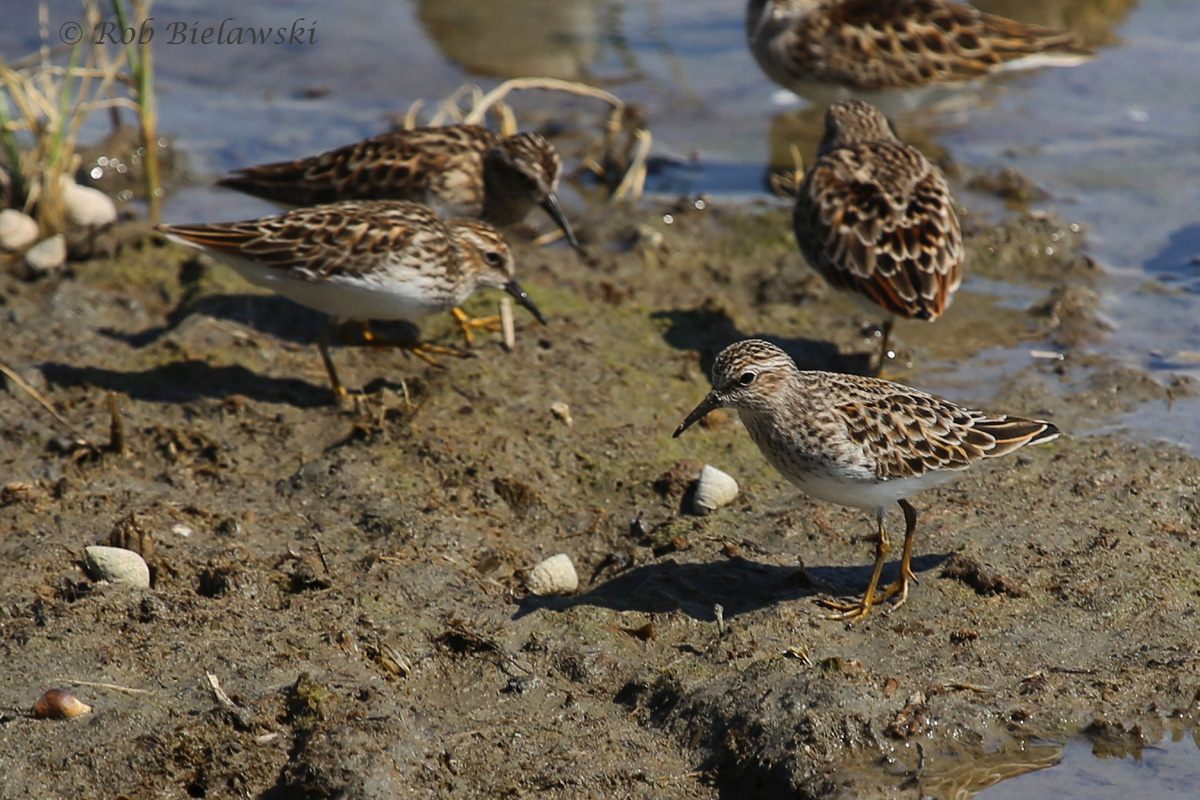   Least Sandpiper - Breeding Adults - 13 May 2015 - Pleasure House Point NA, Virginia Beach, VA  