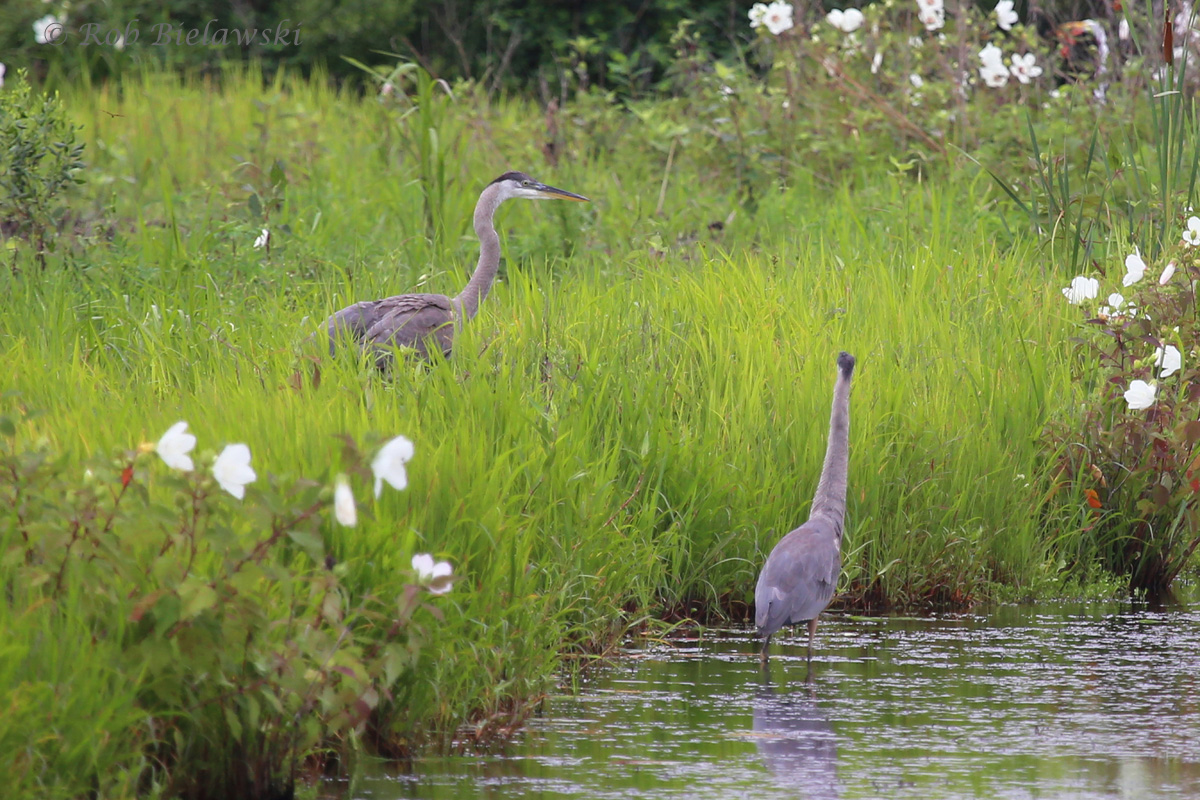   Great Blue Heron - Juvenile - 12 Jul 2015 - Princess Anne Wildlife Management Area (Whitehurst Tract), Virginia Beach, VA  