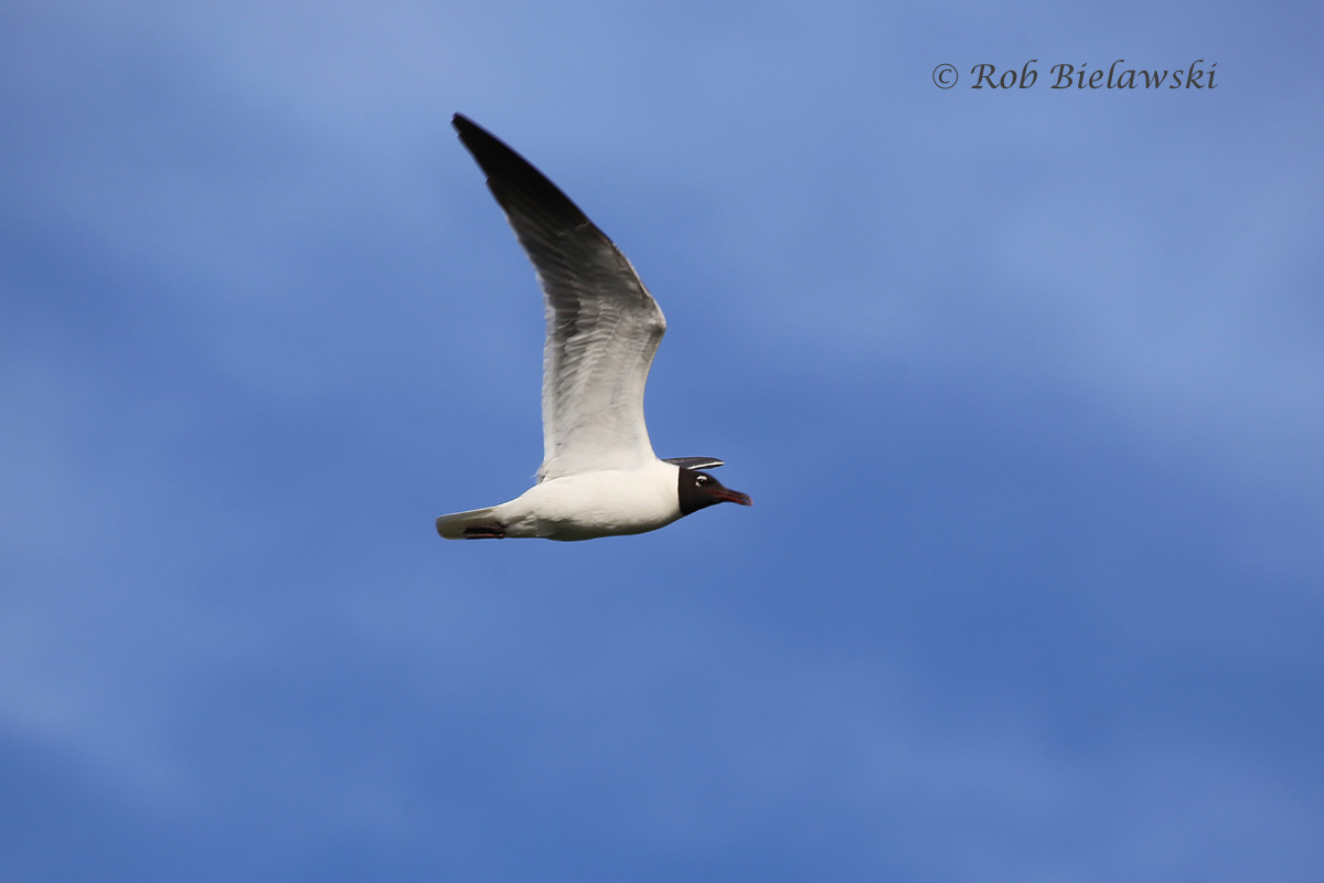   Laughing Gull - Breeding Adult in Flight - 14 Jul 2015 - Pleasure House Point Natural Area, Virginia Beach, VA  