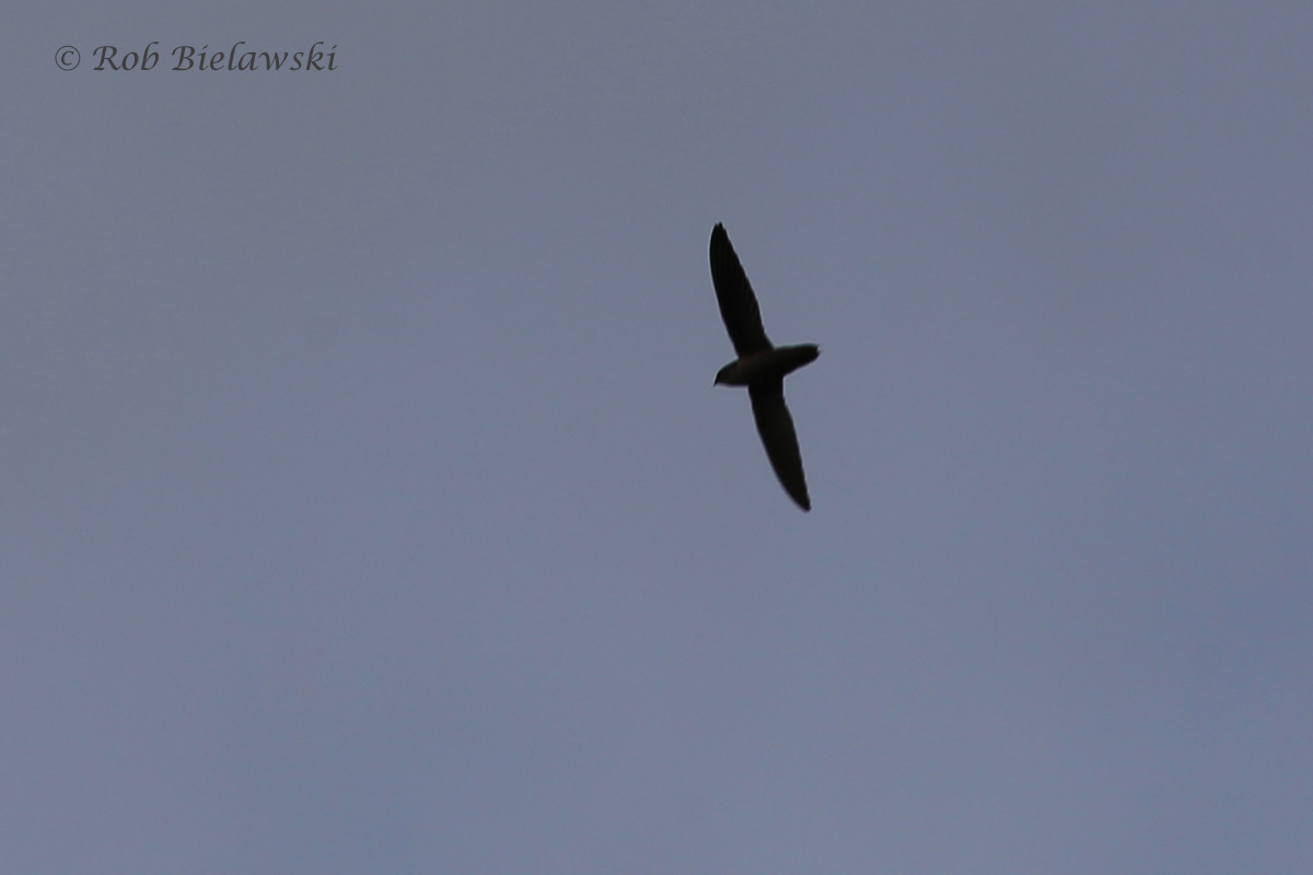   Chimney Swift - Silhouette - 14 Jul 2015 - Pleasure House Point Natural Area, Virginia Beach, VA  