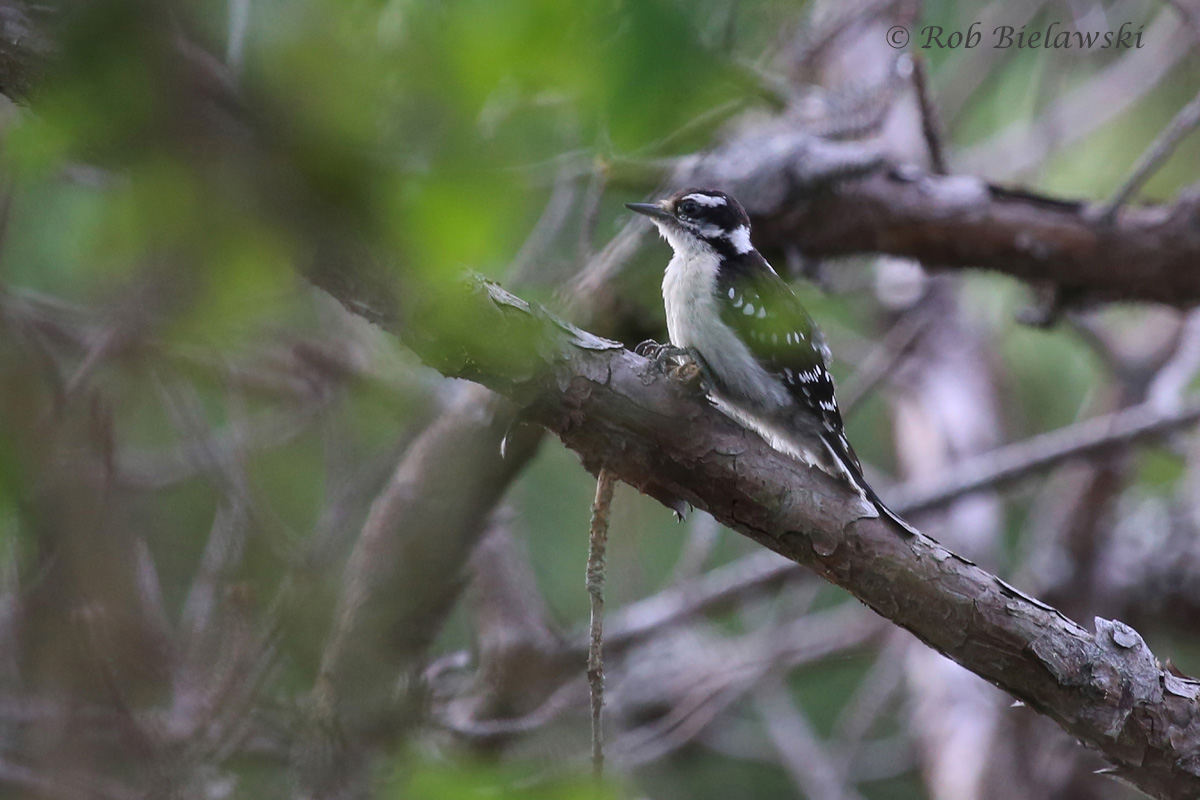   Downy Woodpecker - Adult Female - 14 Jul 2015 - Pleasure House Point Natural Area, Virginia Beach, VA  