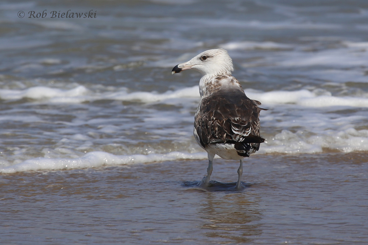   Great Black-backed Gull - 2nd Summer - 17 Jul 2015 - Back Bay National Wildlife Refuge, Virginia Beach, VA  