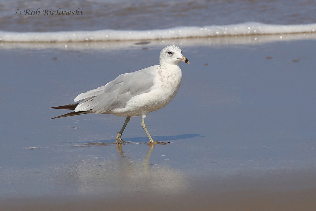   Ring-billed Gull - 1st Alternate Plumage ("1st Summer") - 17 Jul 2015 - Back Bay National Wildlife Refuge, Virginia Beach, VA  