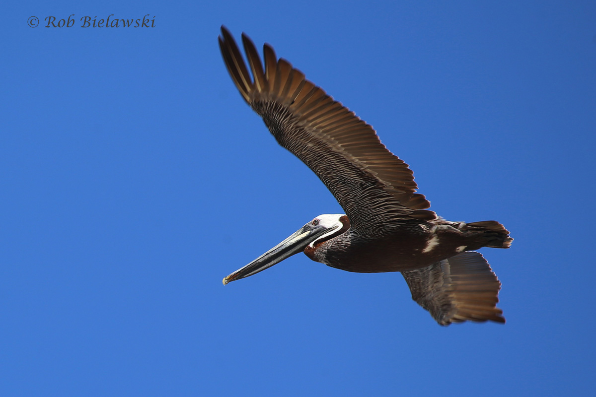   Brown Pelican - Breeding Adult in Flight - 17 Jul 2015 - Back Bay National Wildlife Refuge, Virginia Beach, VA  