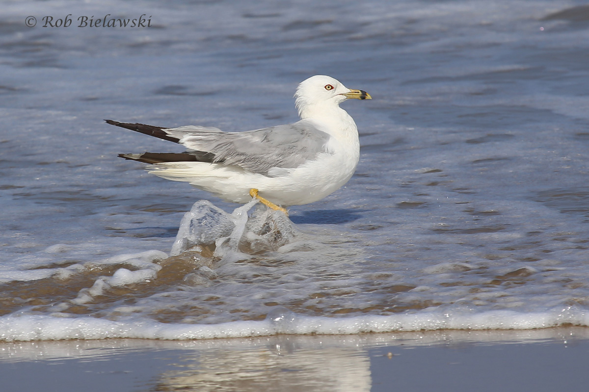   Ring-billed Gull - Definitive Alternate Plumage ("Breeding Adult") - 17 Jul 2015 - Back Bay National Wildlife Refuge, Virginia Beach, VA  