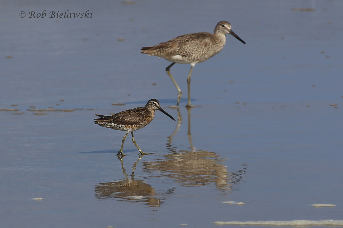   Short-billed Dowitcher (Lower Left) with Willet (Upper Right) - 17 Jul 2015 - Back Bay National Wildlife Refuge, Virginia Beach, VA  