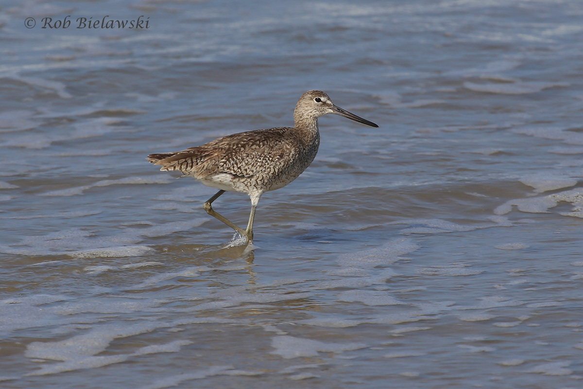   Willet - Breeding Adult - 17 Jul 2015 - Back Bay National Wildlife Refuge, Virginia Beach, VA  