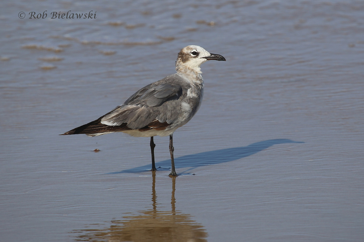   Laughing Gull - Immature, Transitioning from First Summer to Second Winter Plumage - 17 Jul 2015 - Back Bay National Wildlife Refuge, Virginia Beach, VA  