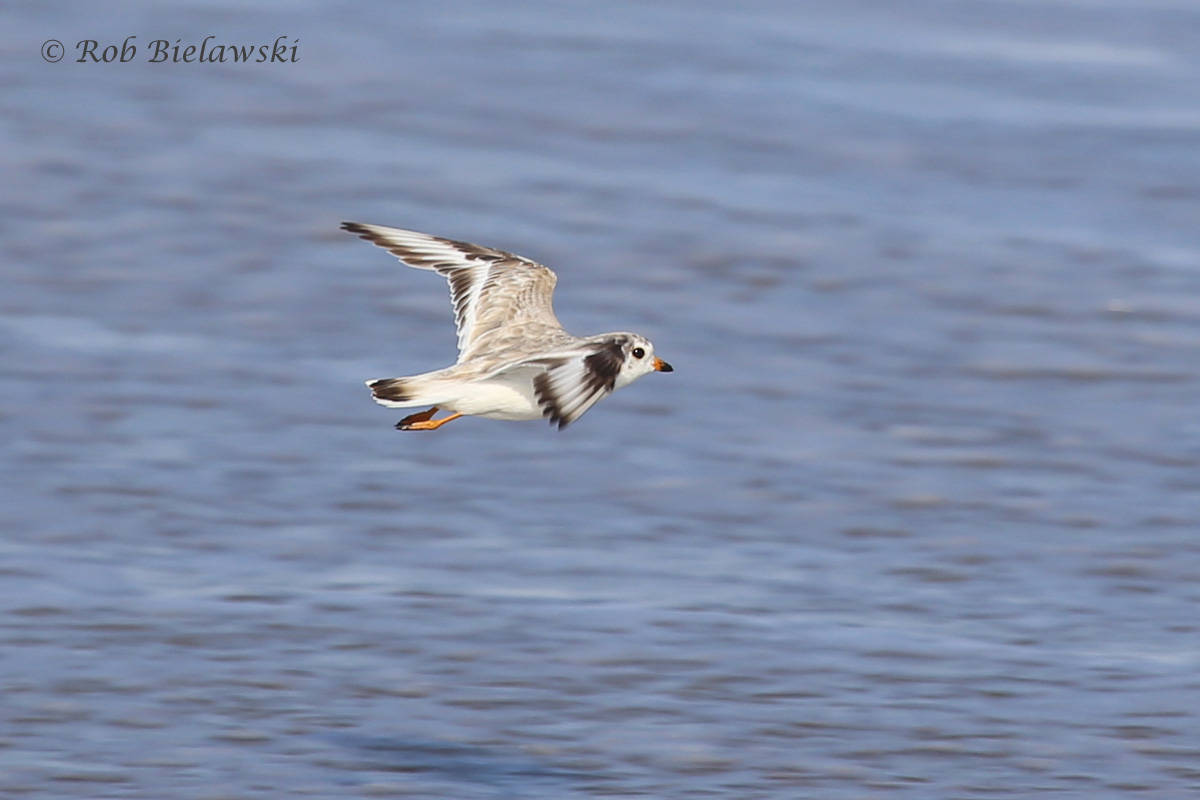   Piping Plover - Breeding Male in Flight - 17 Jul 2015 - Back Bay NWR, Virginia Beach, VA  