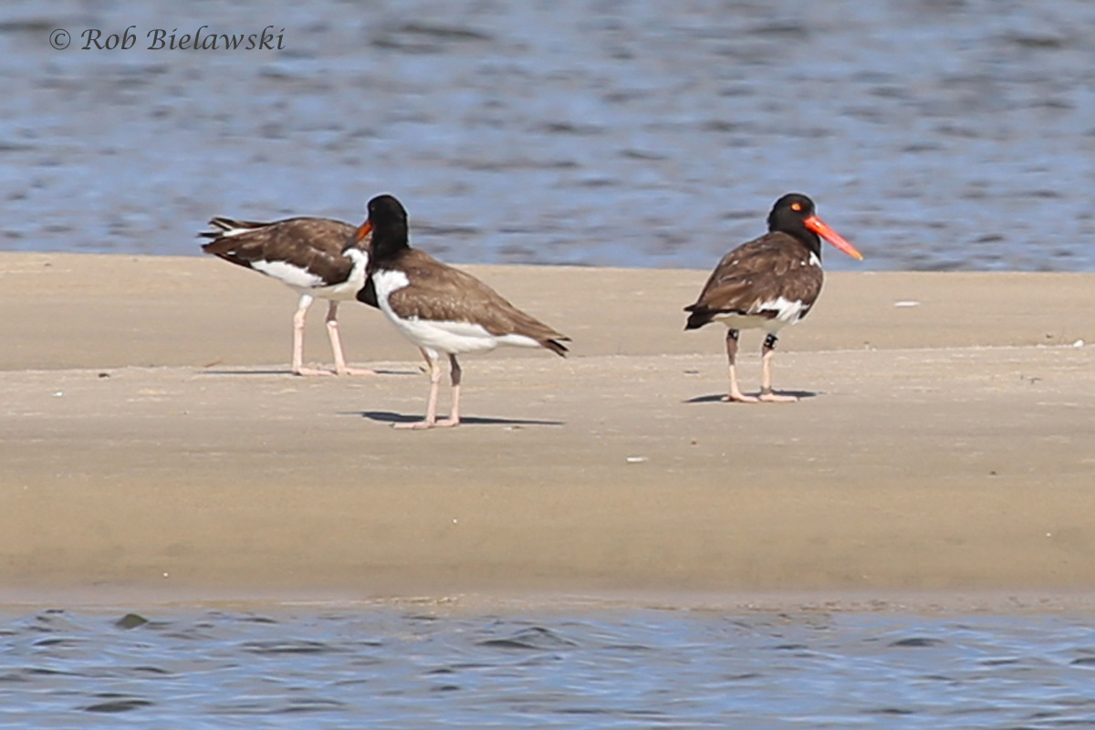   American Oystercatcher - Adult (R) &amp; Juvenile (L) - 22 Jul 2015 - Pleasure House Point Natural Area, Virginia Beach, VA  