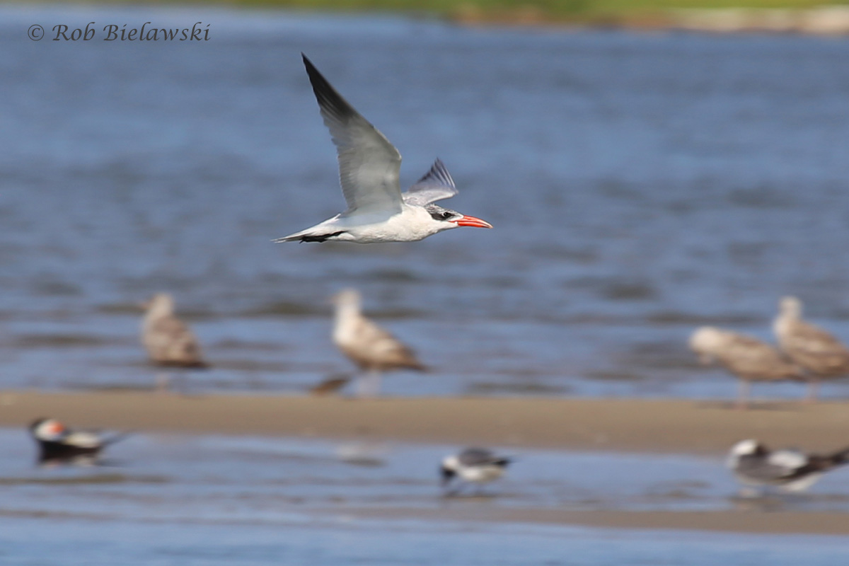   Caspian Tern - Breeding Adult in Flight - 22 Jul 2015 - Pleasure House Point Natural Area,&nbsp;Virginia Beach, VA  