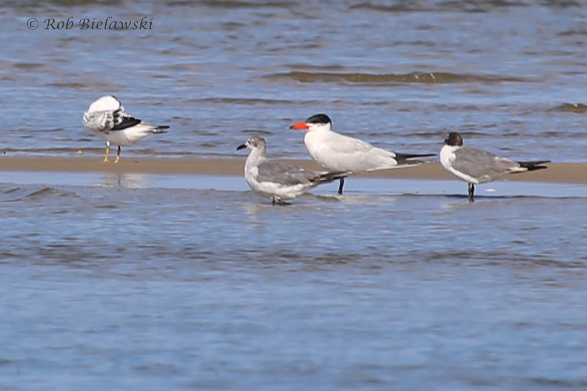   Laughing Gull (LM) &amp; Caspian Tern (RM) - 22 Jul 2015 - Pleasure House Point Natural Area, Virginia Beach, VA  