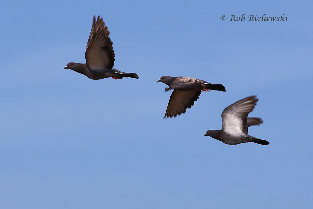   Rock Pigeon - Natural Adults in Flight - 22 Jul 2015 - Pleasure House Point Natural Area, Virginia Beach, VA  