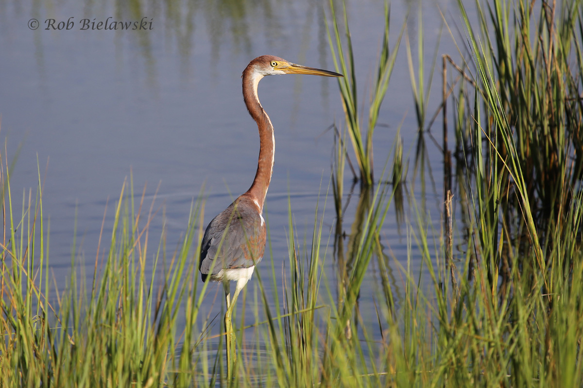   Tricolored Heron - Juvenile - 22 Jul 2015 - Pleasure House Point Natural Area, Virginia Beach, VA  