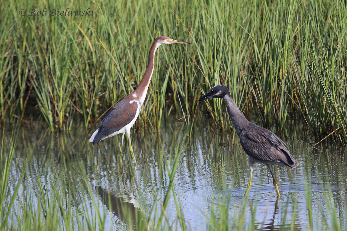   Tricolored Heron (Left) and Yellow-crowned Night-Heron (Right) - 22 Jul 2015 - Pleasure House Point Natural Area, Virginia Beach, VA  
