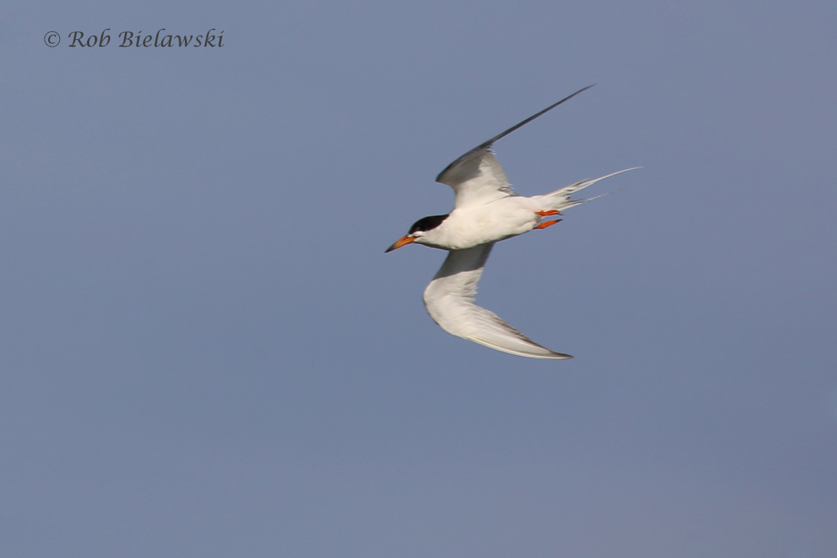   Forster's Tern - Breeding Adult in Flight - 22 Jul 2015 - Pleasure House Point Natural Area, Virginia Beach, VA  