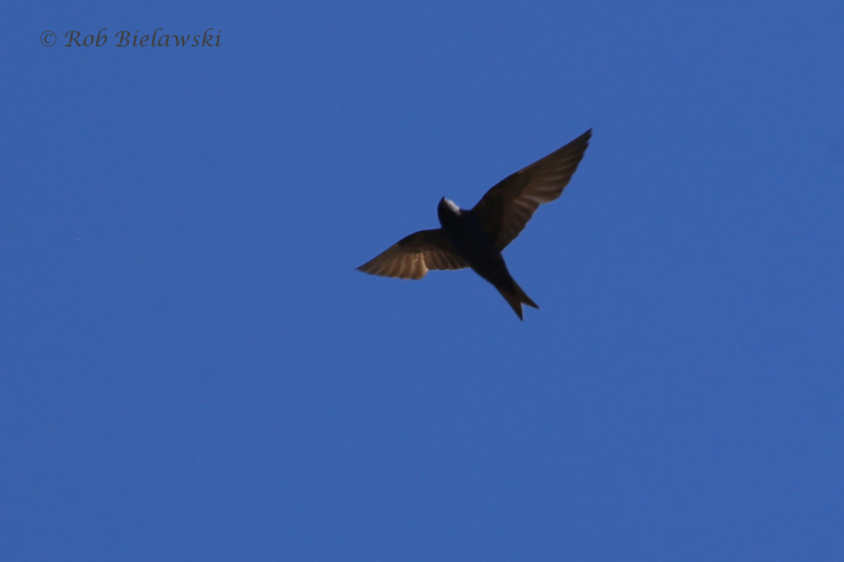   Purple Martin - Adult Male in Flight - 24 Jul 2015 - Back Bay National Wildlife Refuge, Virginia Beach, VA  