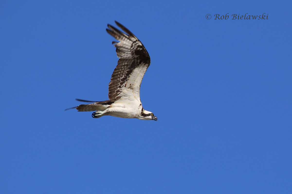   Osprey - Adult in Flight - 24 Jul 2015 - Back Bay National Wildlife Refuge, Virginia Beach, VA  