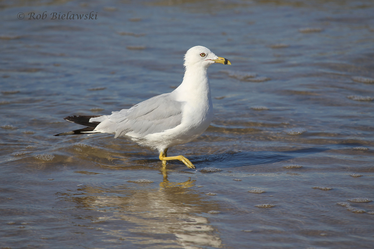   Ring-billed Gull - Definitive Alternate Plumage ("Breeding Adult") - 24 Jul 2015 - Back Bay National Wildlife Refuge, Virginia Beach, VA  