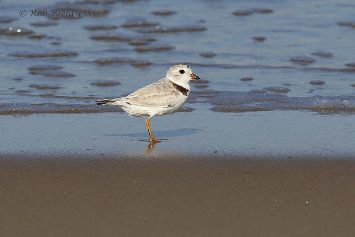   Piping Plover - Breeding Male - 24 Jul 2015 - Back Bay National Wildlife Refuge, Virginia Beach, VA  