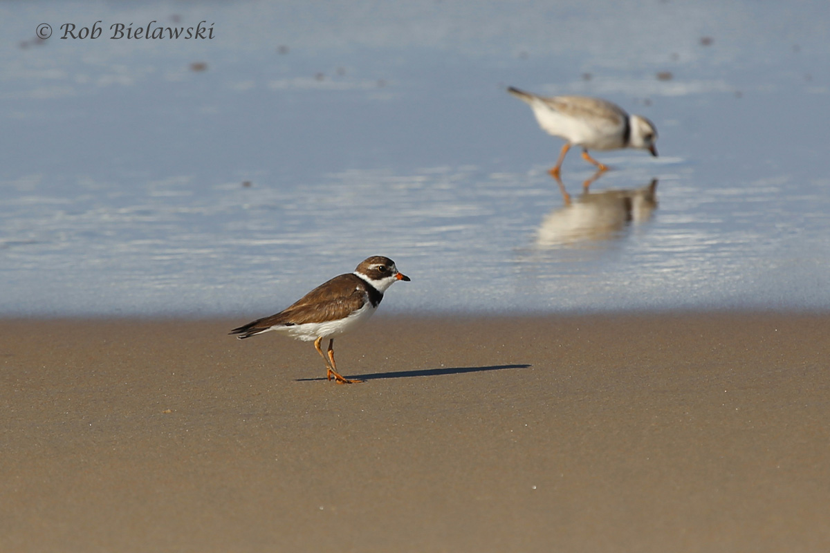   Piping Plover (Right) and Semipalmated Plover (Left)&nbsp;- 24 Jul 2015 - Back Bay National Wildlife Refuge, Virginia Beach, VA  