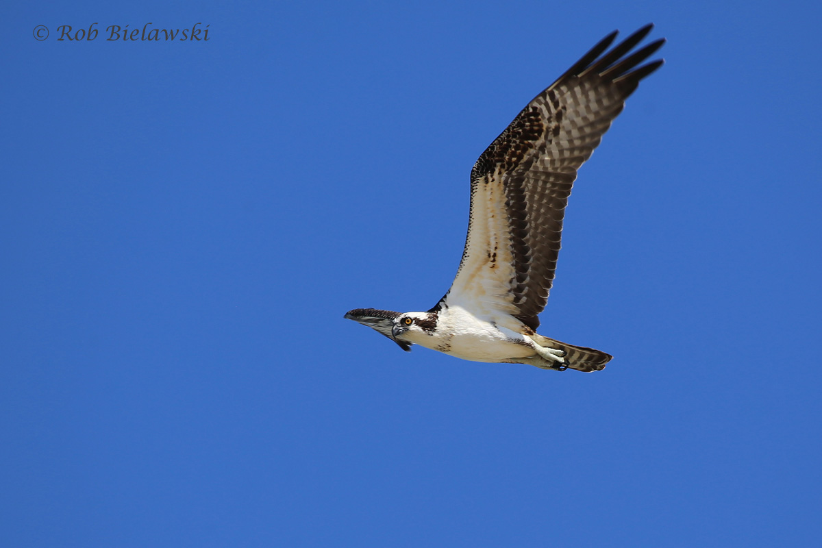   Osprey - Adult in Flight - 31 Jul 2015 - Back Bay National Wildlife Refuge, Virginia Beach, VA  