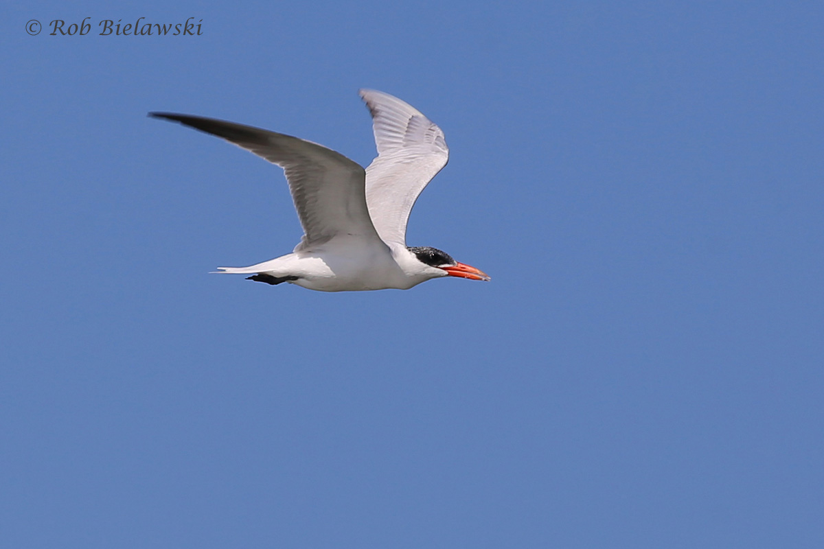   Caspian Tern - Nonbreeding Adult in Flight - 31 Jul 2015 - Back Bay National Wildlife Refuge, Virginia Beach, VA  