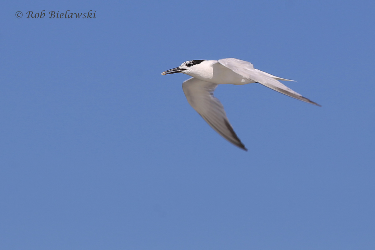   Sandwich Tern - Adult in Flight, Transitioning from Breeding to Nonbreeding Plumage - 31 Jul 2015 - Back Bay National Wildlife Refuge, Virginia Beach, VA  