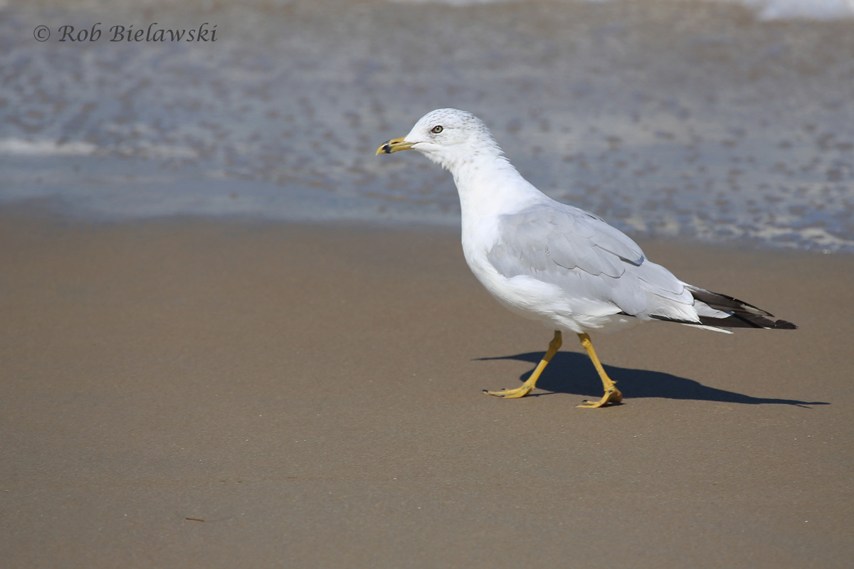   Ring-billed Gull - Transitional, Definitive Alternate to Definitive Basic Plumage - 31 Jul 2015 - Back Bay National Wildlife Refuge, Virginia Beach, VA  