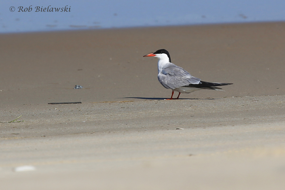   Common Tern - Breeding Adult&nbsp;- 31 Jul 2015 - Back Bay National Wildlife Refuge, Virginia Beach, VA  