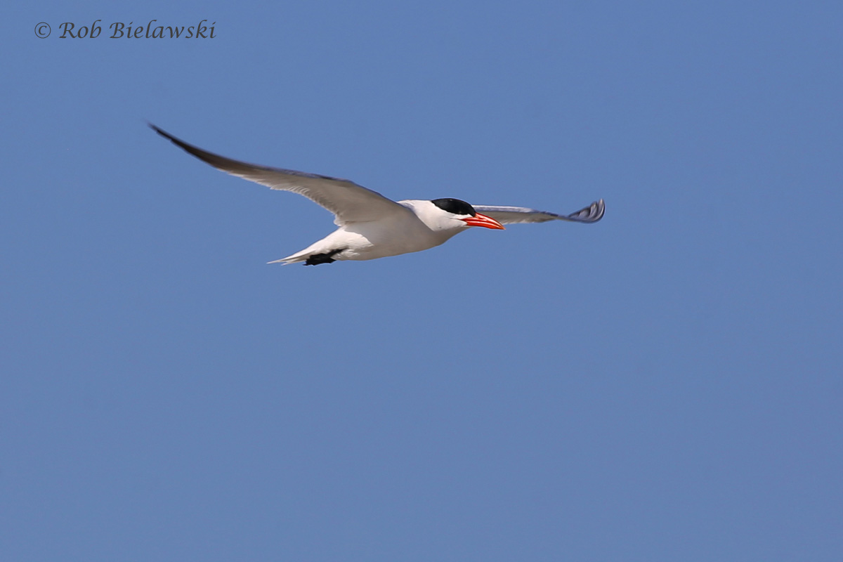   Caspian Tern - Breeding Adult in Flight - 31 Jul 2015 - Back Bay National Wildlife Refuge, Virginia Beach, VA  