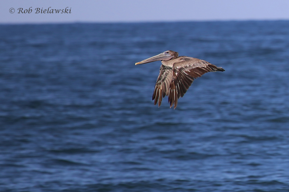   Brown Pelican - Juvenile - 31 Jul 2015 - Back Bay National Wildlife Refuge, Virginia Beach, VA  