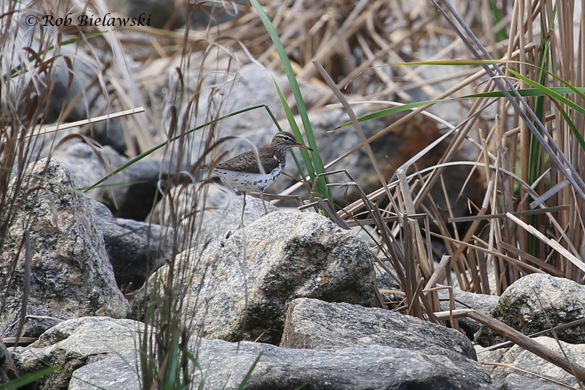   Spotted Sandpiper - Breeding Adult - 16 May&nbsp;2015 - Back Bay National Wildlife Refuge, Virginia Beach, VA  