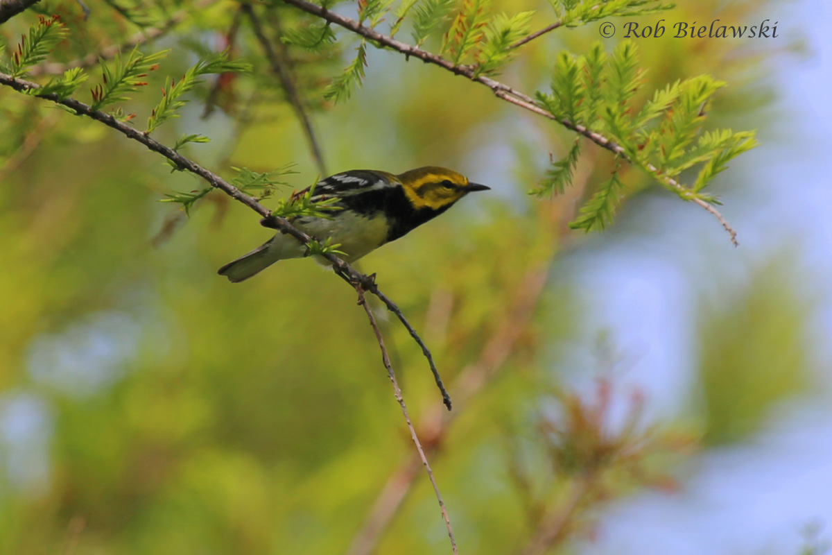   Black-throated Green Warbler - Spring Male - 16 May 2015 - Back Bay NWR, Virginia Beach, VA  