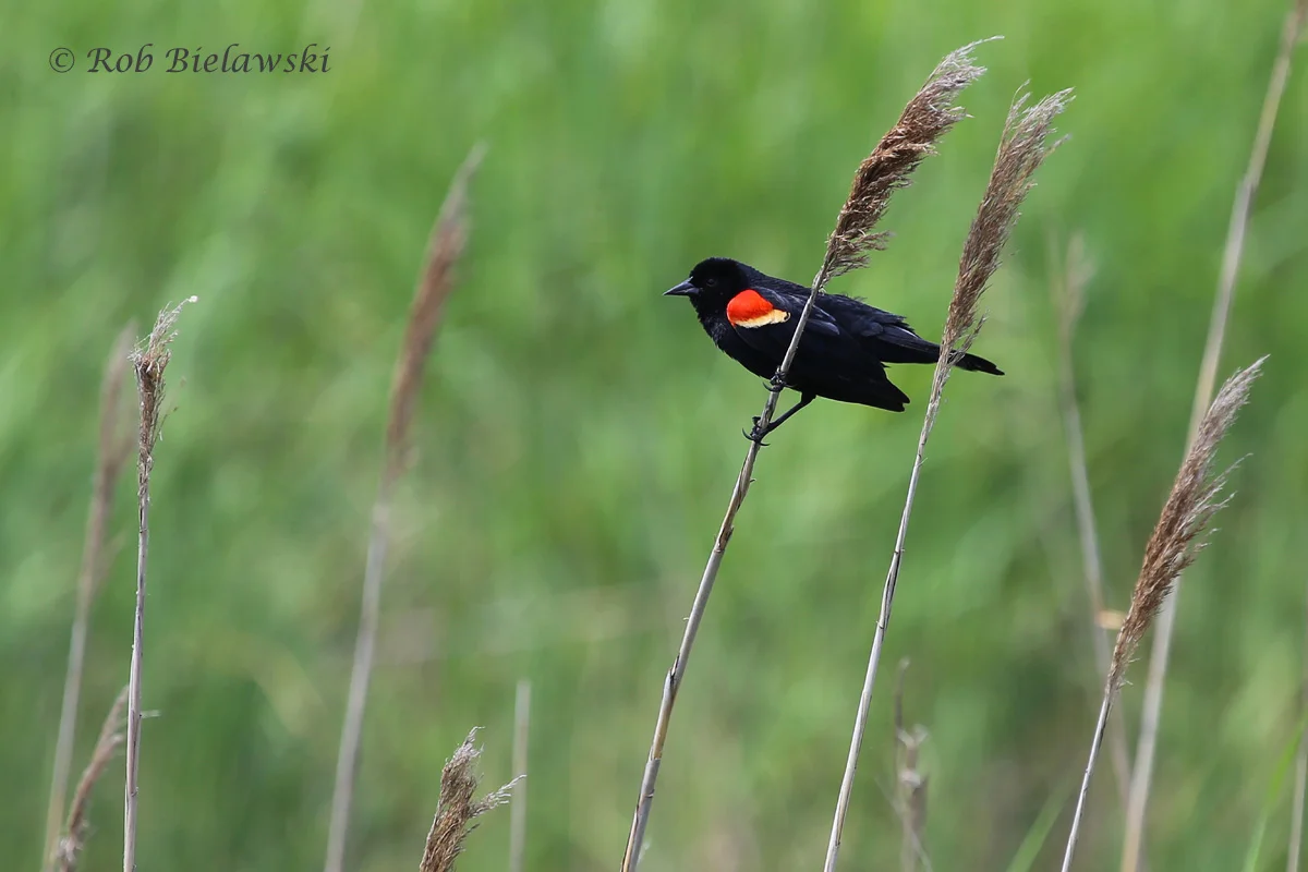   Red-winged Blackbird - Adult Male - 16 May 2015 - Back Bay National Wildlife Refuge, Virginia Beach, VA  