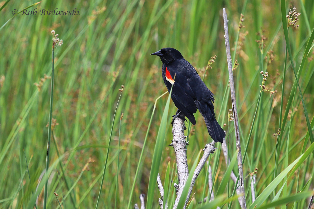   Red-winged Blackbird - Adult Male - 16 May 2015 - Back Bay National Wildlife Refuge, Virginia Beach, VA  