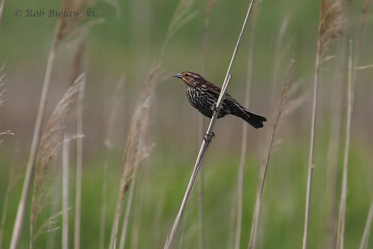   Red-winged Blackbird - Adult Female - 16 May 2015 - Back Bay National Wildlife Refuge, Virginia Beach, VA  