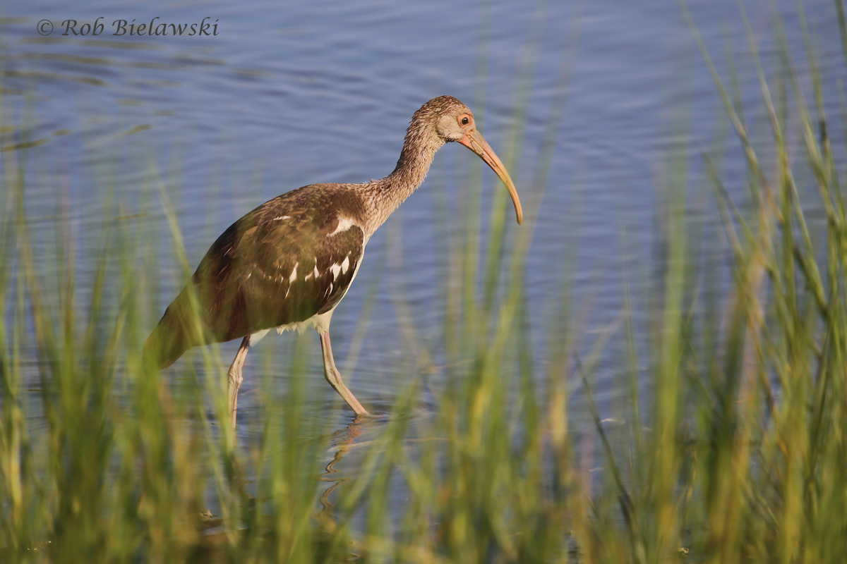   White Ibis - Juvenile - 5 Aug 2015 - Pleasure House Point Natural Area, Virginia Beach, VA  