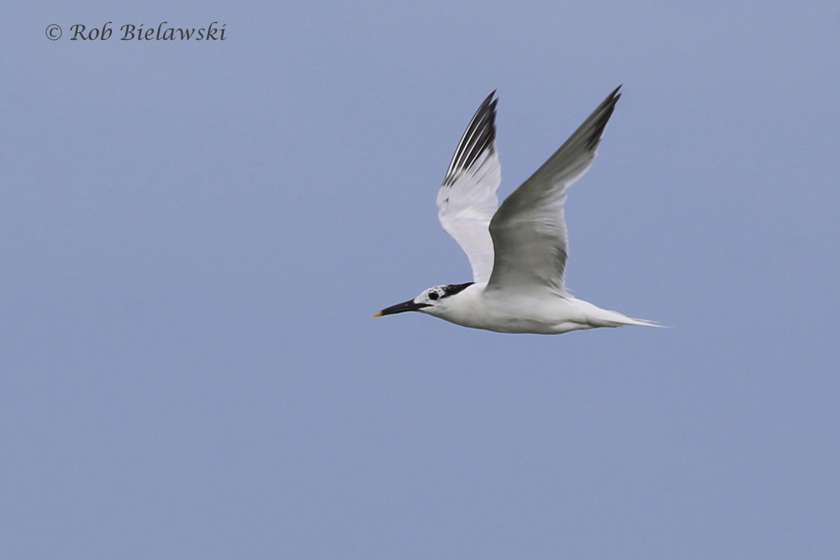   Sandwich Tern - Adult in Flight, Transitioning from Breeding to Nonbreeding Plumage - 7 Aug 2015 - Back Bay National Wildlife Refuge, Virginia Beach, VA  