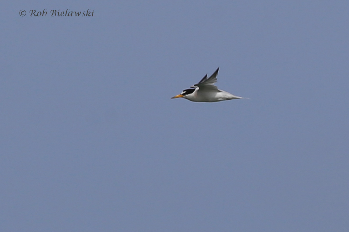   Least Tern - Breeding Adult in Flight - 7 Aug 2015 - Back Bay National Wildlife Refuge, Virginia Beach, VA  