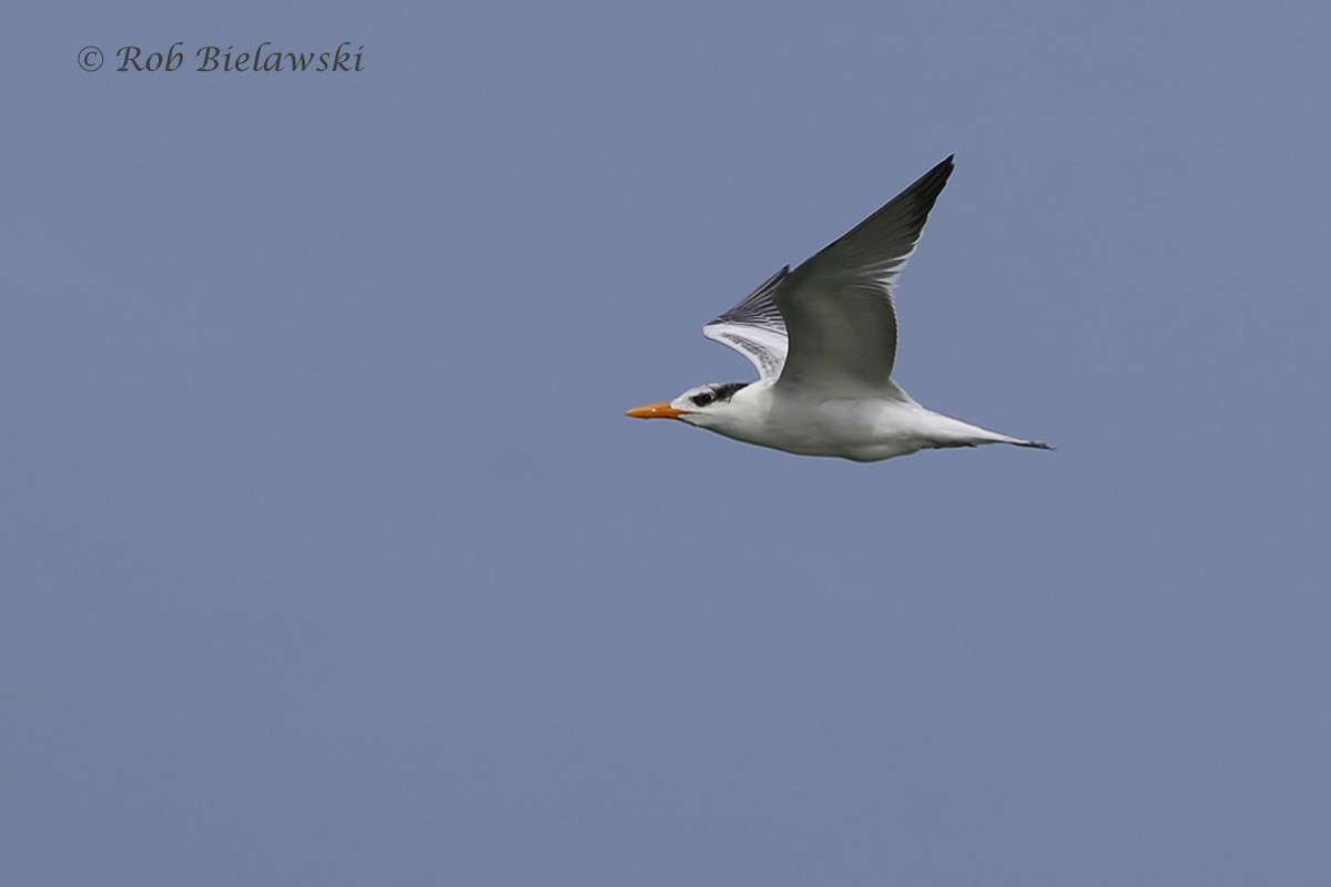   Royal Tern - Juvenile in Flight - 7 Aug 2015 - Back Bay National Wildlife Refuge, Virginia Beach, VA  