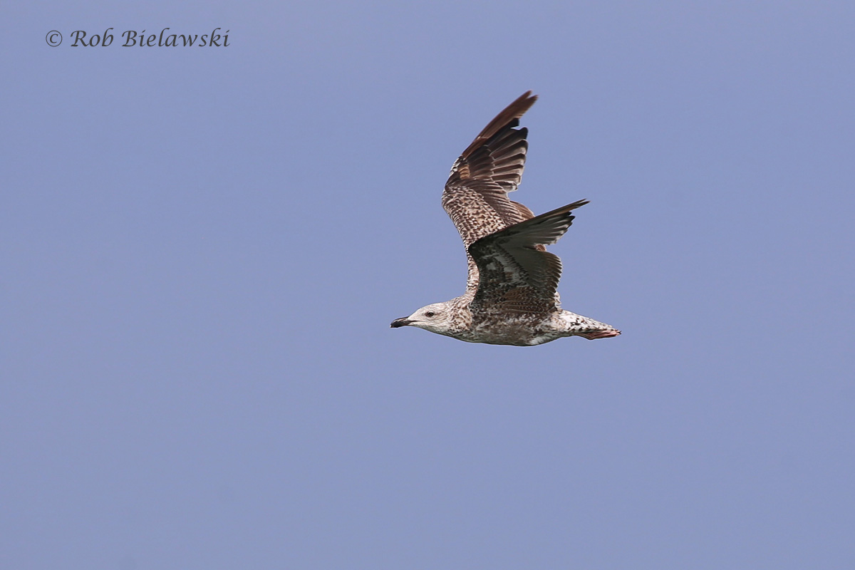  Great Black-backed Gull - Juvenal Plumage - 7 Aug 2015 - Back Bay NWR, Virginia Beach, VA  