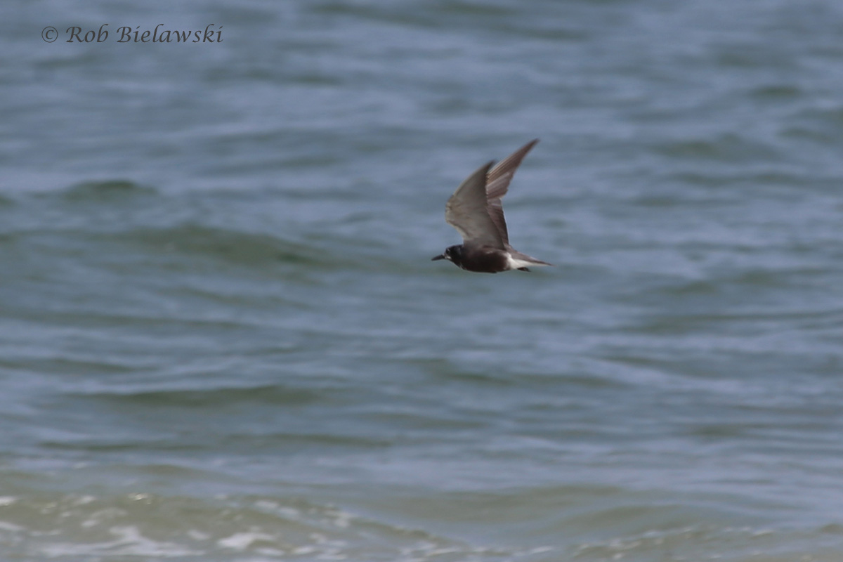   Black Tern - In-Flight Transitional, Adult Breeding to Adult Nonbreeding Plumage - 7 Aug 2015 - Back Bay NWR, Virginia Beach, VA  