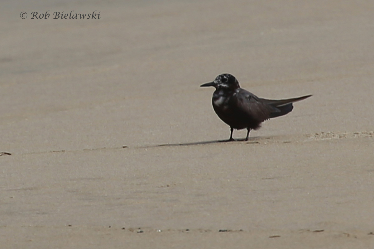   Black Tern - Transitional, Adult Breeding to Adult Nonbreeding Plumage - 7 Aug 2015 - Back Bay NWR, Virginia Beach, VA  