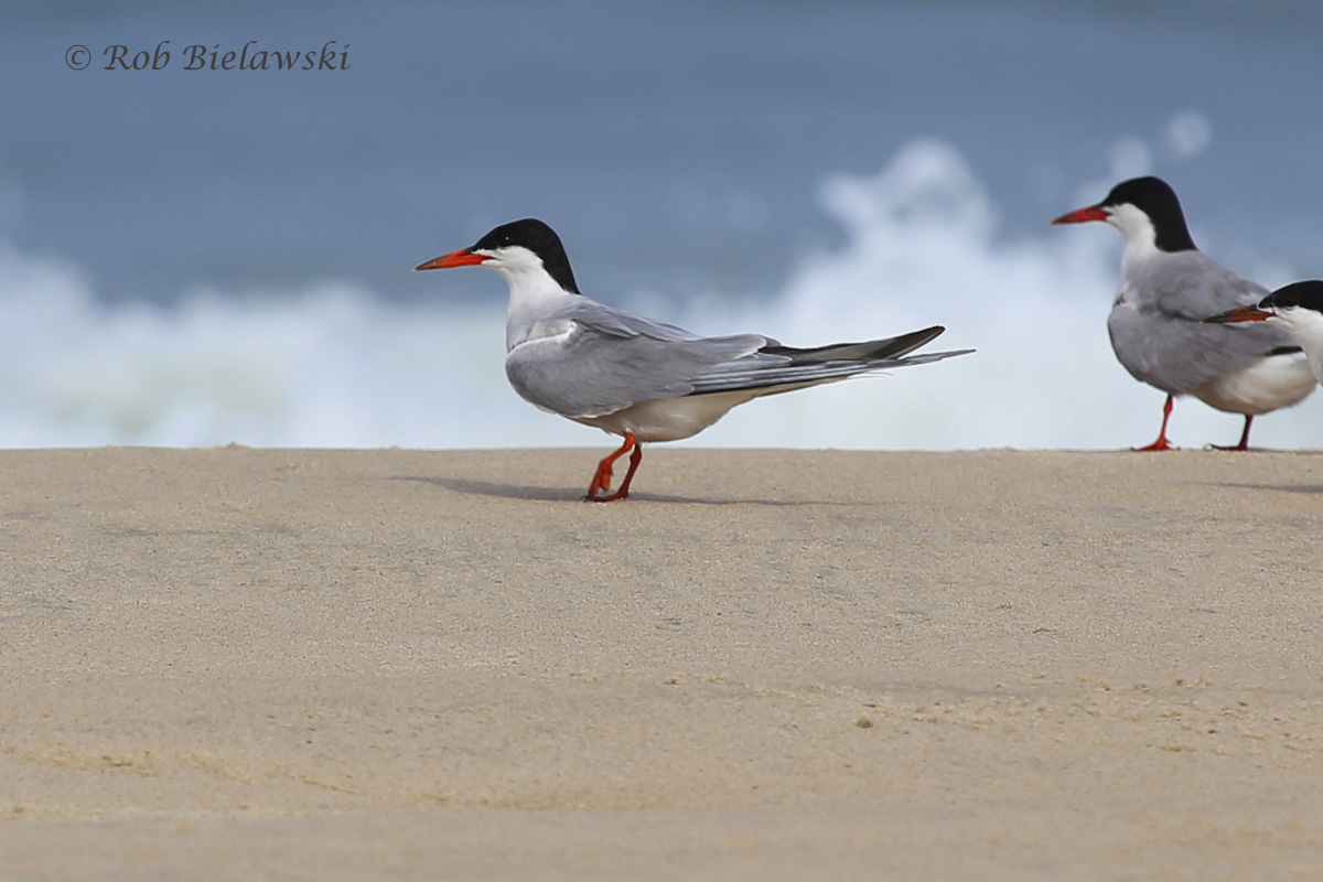   Common Tern - Breeding Adults - 7 Aug 2015 - Back Bay National Wildlife Refuge, Virginia Beach, VA  