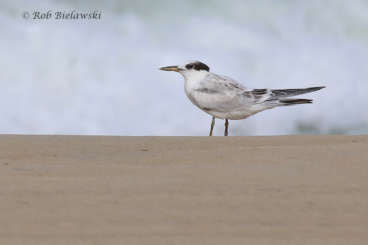   Sandwich Tern - Juvenile - 7 Aug 2015 - Back Bay NWR, Virginia Beach, VA  